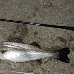 やっと釣れた‼前は⁇A long time ago‼